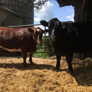 Meet your Posher, Abby